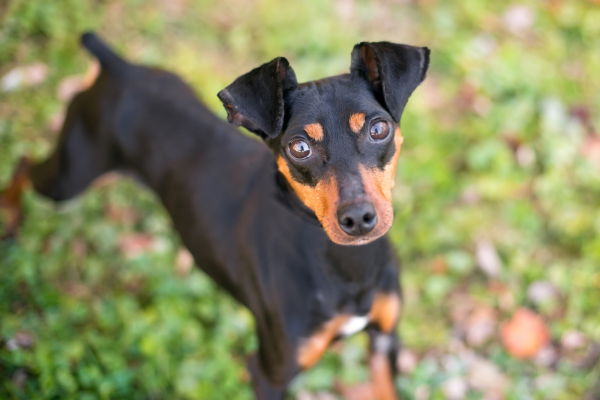 Manchester-Terrier-panakei